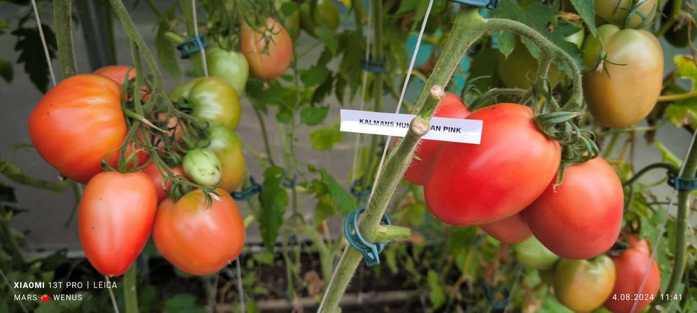 Pomidor Kalman’s Hungarian Pink