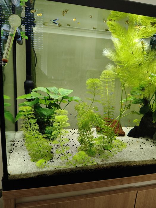 Vendo salvínea auriculata e Limnofilas sessiflora plantas aquarismo or