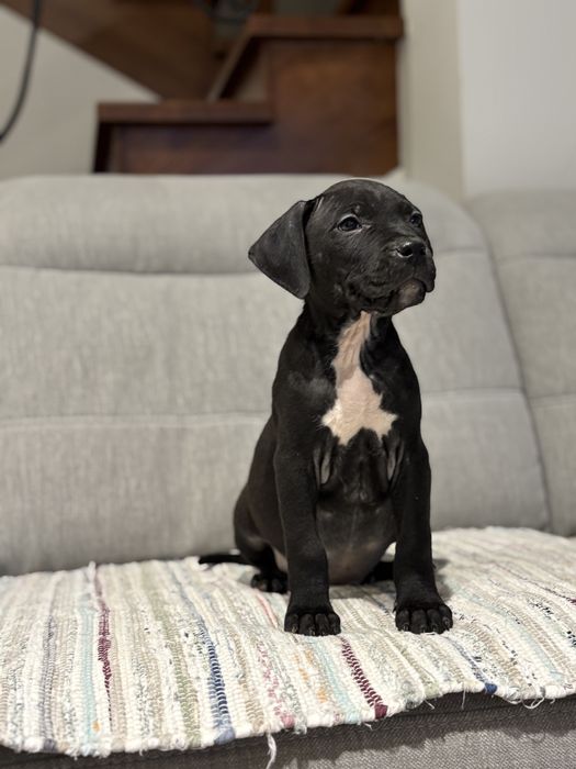 Amstaff piesek czarny