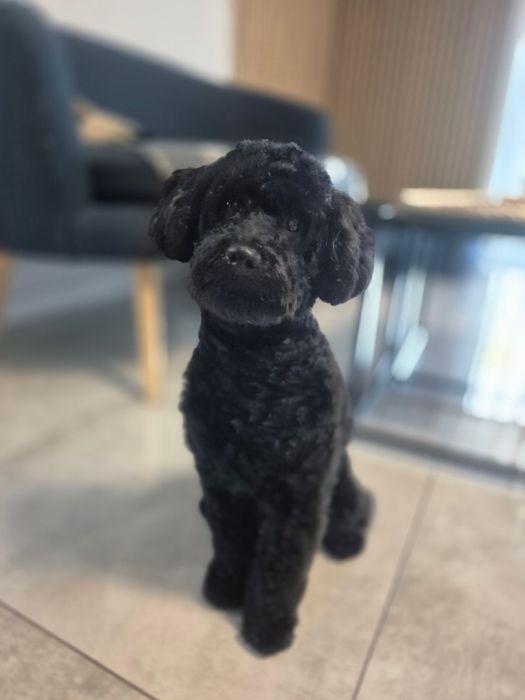 Reproduktor pudel toy/ mini