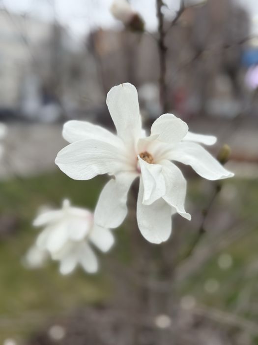 Прийму в дар будинок, дачу