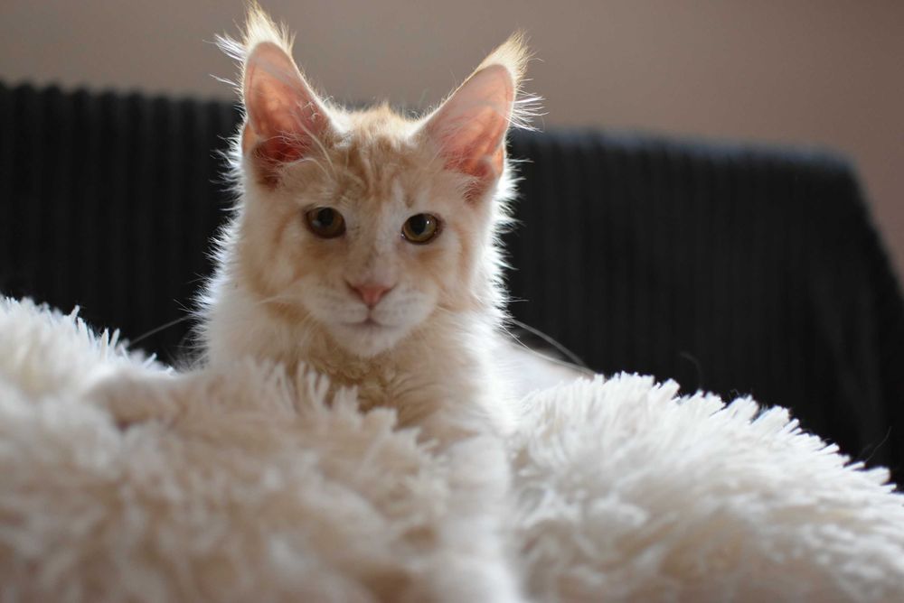 REZERWACJA/Gotowy do Odbioru/Kocurek Maine Coon/Rodowód FPL