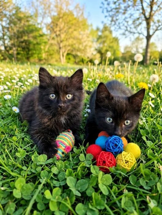 Котята ищут добрые ручки. Возраст-2,5 мес.