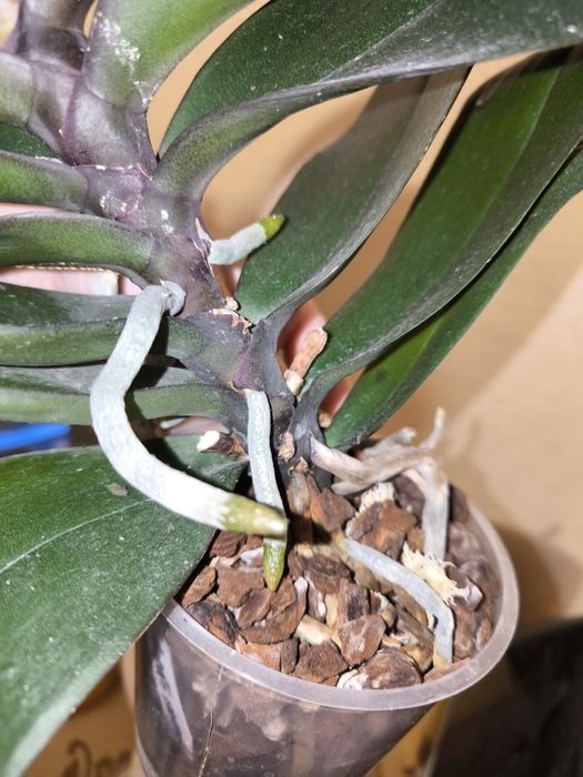 Орхідея Паваротті метелик