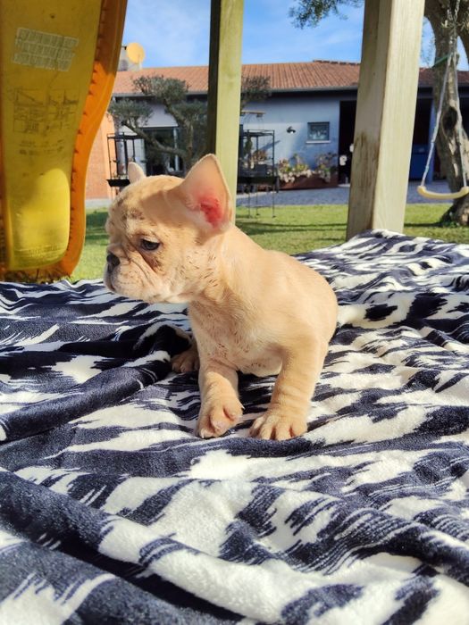 Bulldog Francês Lilac Fawn