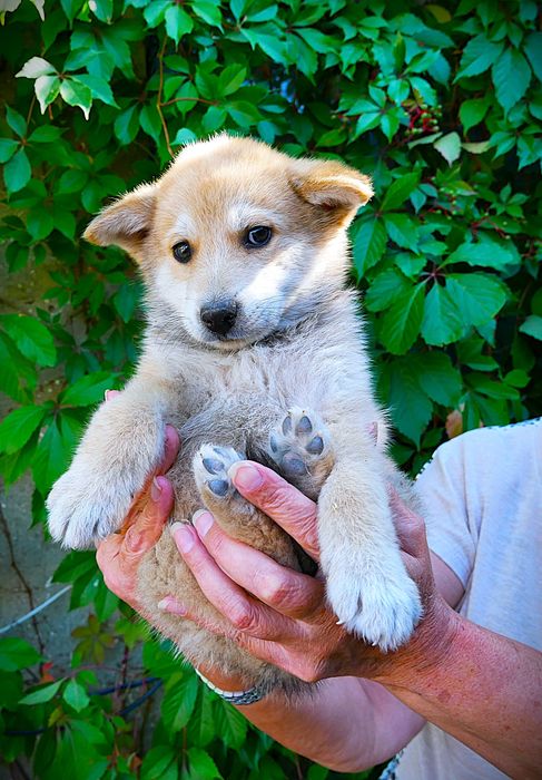 Цуценя в добрі руки