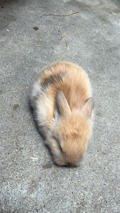 Coelhos Anões Mini Lop
