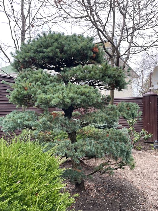 Бонсай дерево дорого