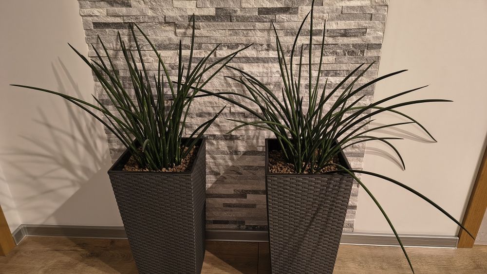 Sanseveria cylindrica bardzo duże.
