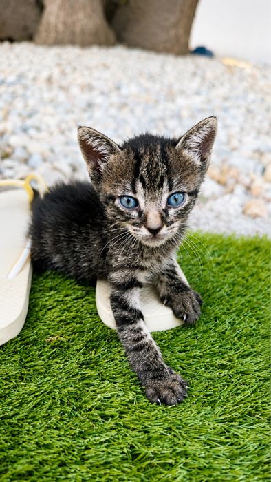 Gatinhos  para Adoção