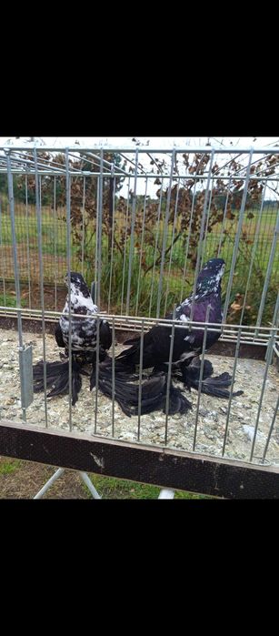 Gołębie ozdobne wiedyny