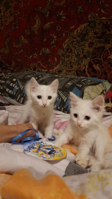 Кошенята маленькі біленькі дівчата
