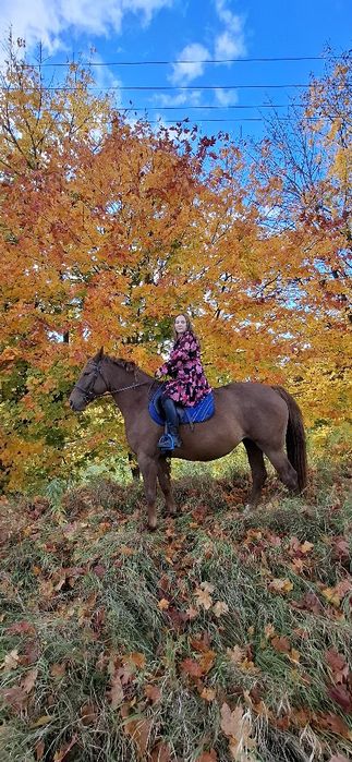 Sprzedam klacz 4 lata