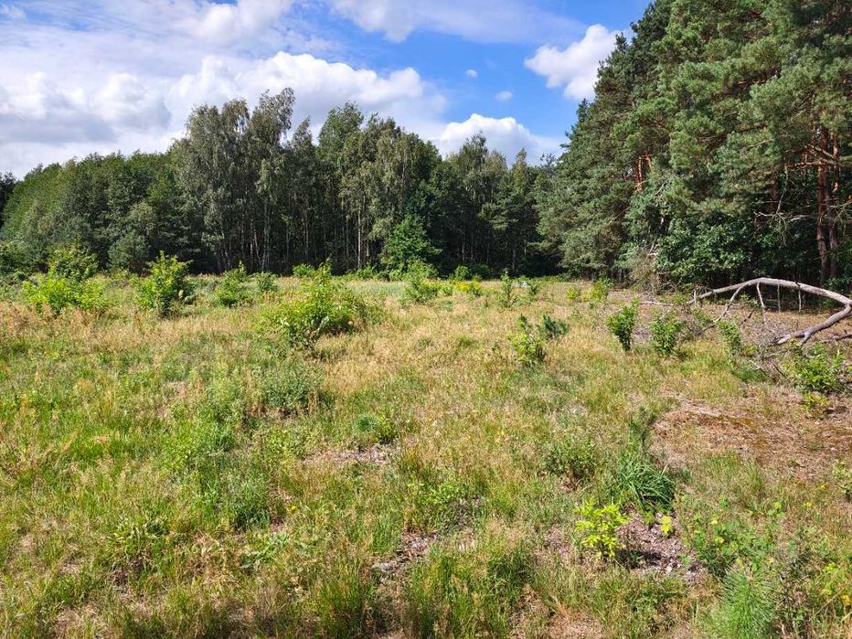 Działka 1,36 ha z lasem – MPZP A.RP – Krze Duże