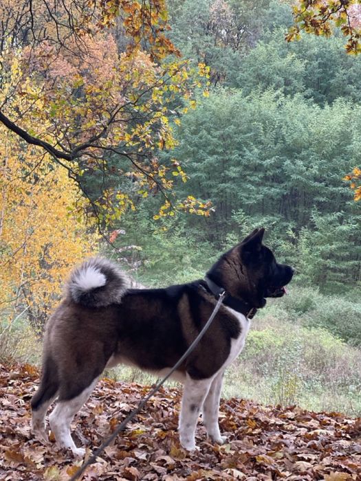 Досвідчений кобель Американська Акіта для вʼязки .