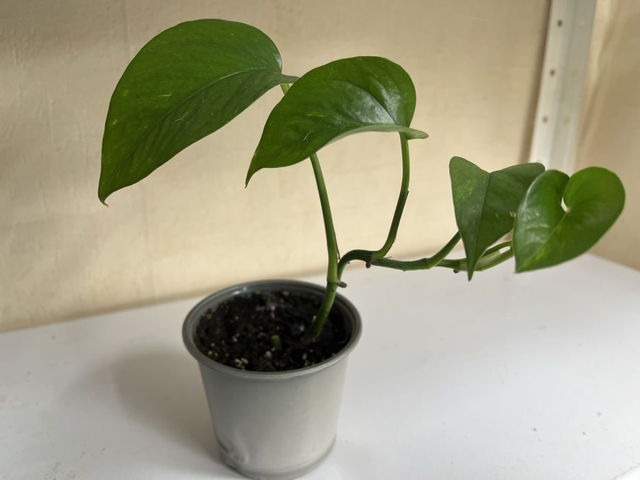 Продам кімнатні квіти