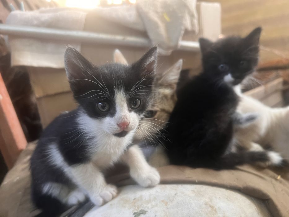 Віддам кошенят в добрі руки