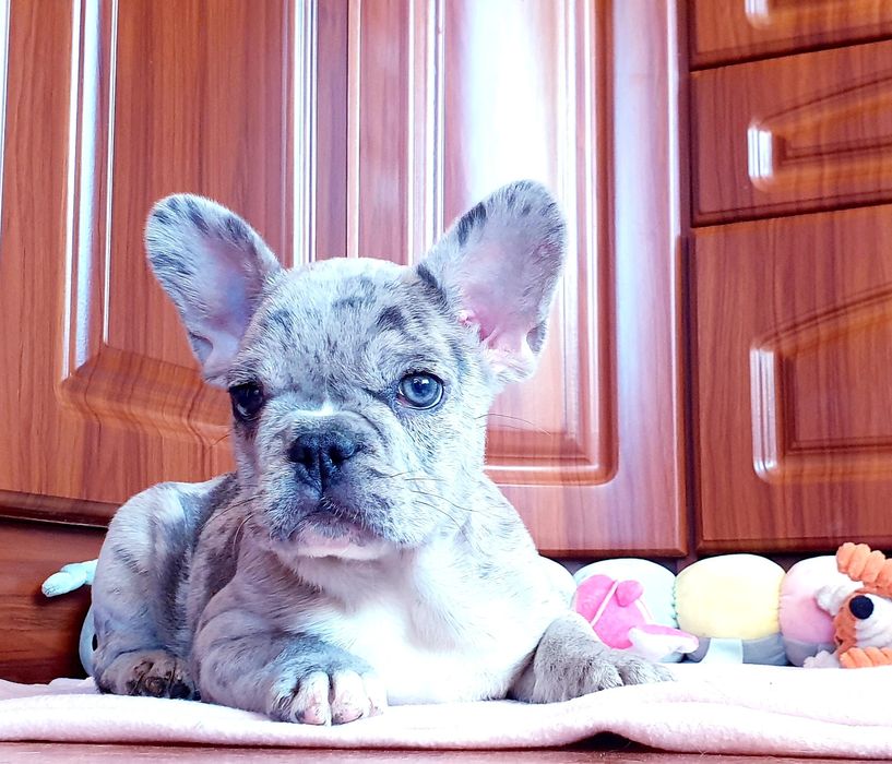 Urocza sunia buldog francuski