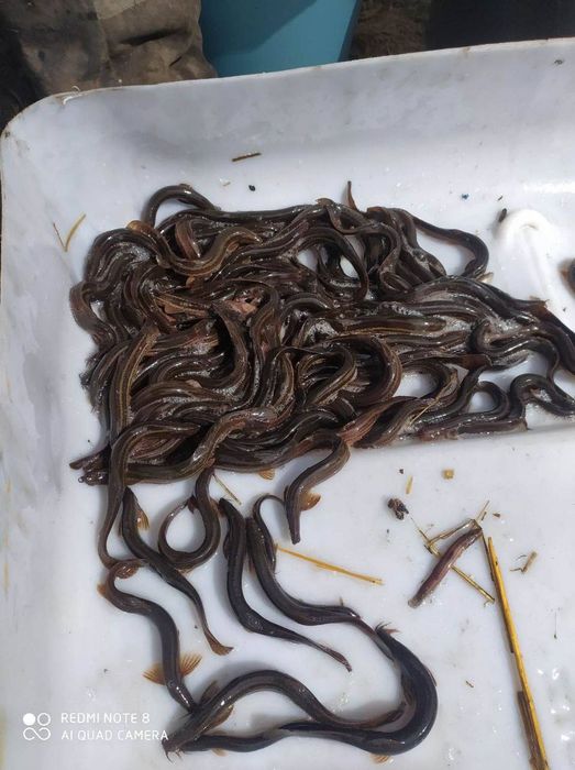 Вюн вирощений в ставку