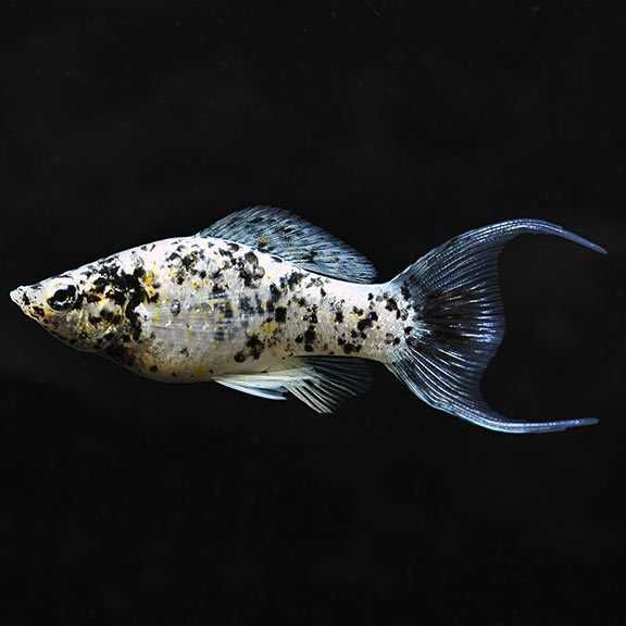 Molinezja ostrousta lirowa calico - Poecilia sphenops - dowóz