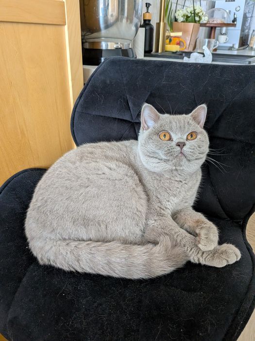 Kotka rasowa szuka domu