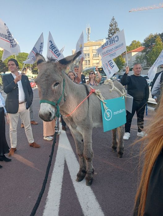 Burro  montado/engatado