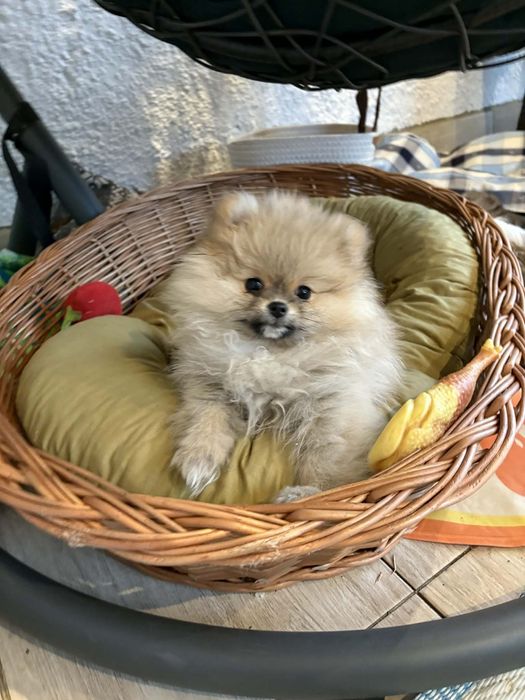 Szpic miniaturowy - Pomeranian - z wyjątkowym rodowodem (suczka)
