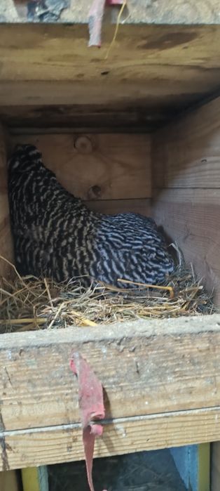 Інкубаційні яйця мішаних курей