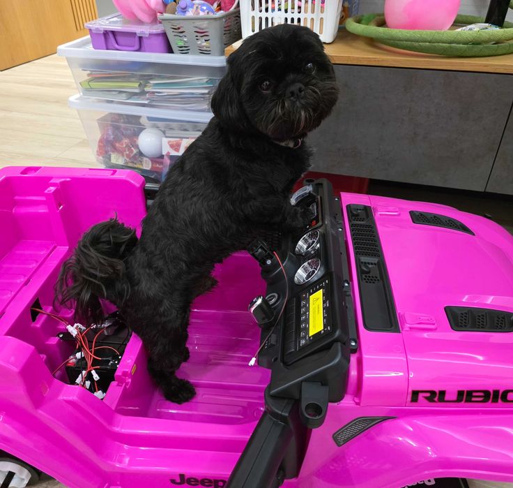 Shih tzu COSMO Ozorków