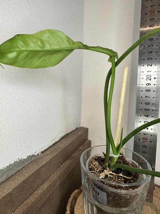 Філодендрон Philodendron  Joepii