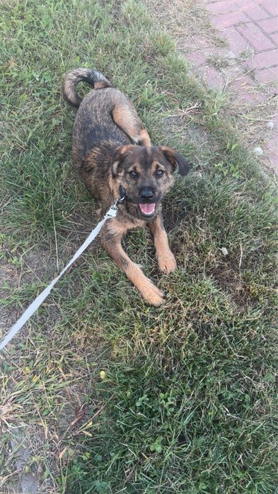piesek do adopcji