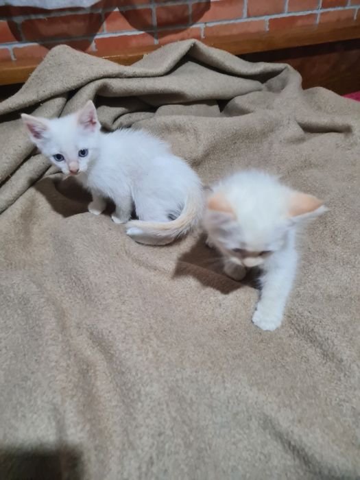 Gatinhas para Adoção