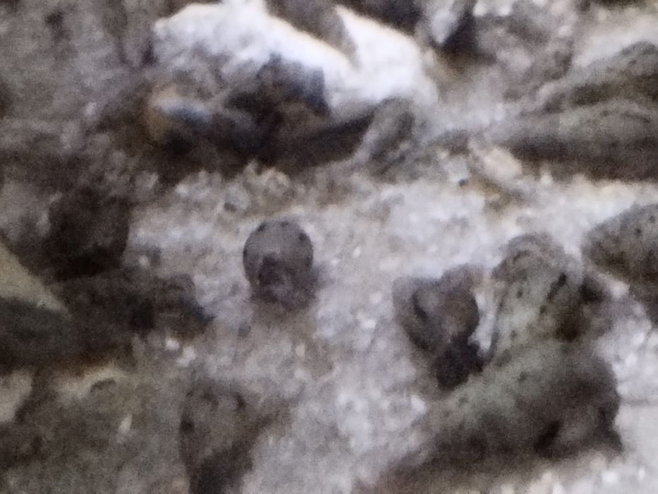 Pożyteczne Ślimaki Świderki !!!