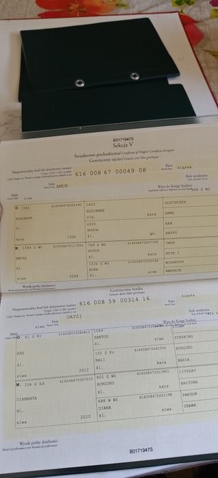 Klacz śląska siwa