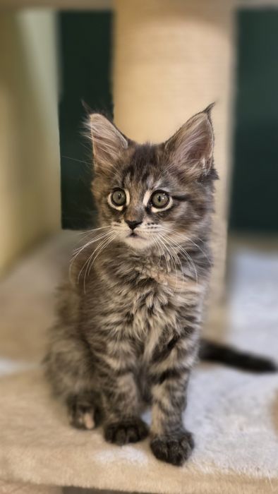 Kotka Maine Coon