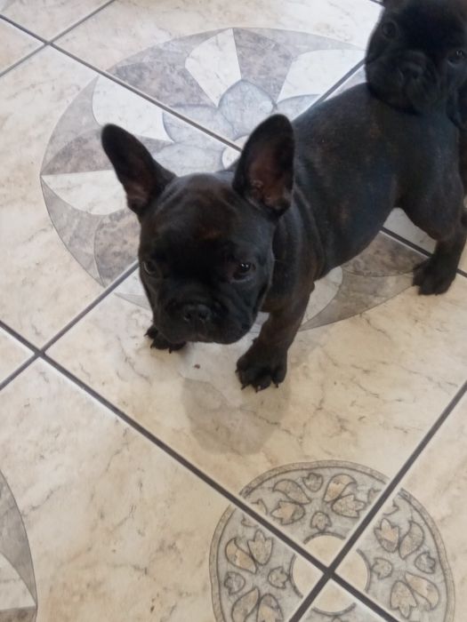 Buldog francuski - rodowod