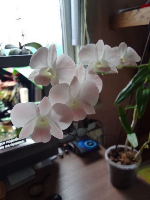 Продам орхідею дендрофаленопсис