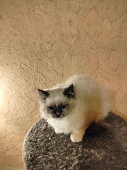 Ragdoll kotka z rodowodem FPL