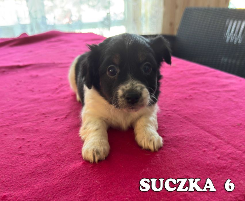 Jack Russell Terrier - suczka