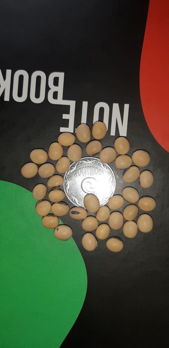 Насіння сої сорт "СОФІЯ"