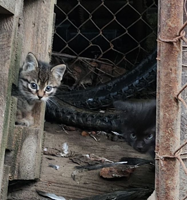 Отдам в хорошие руки котят