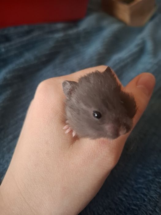 Chomik syryjski czarny