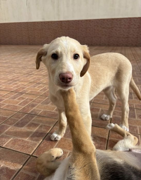 Bebé para adoção responsável