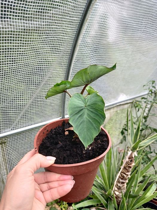 Egzotyczna Kolokazja Olbrzymia Colocasia