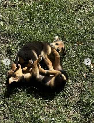 Допоможіть врятувати двох маленьких цуценят.Хлопчик і дівчинка.