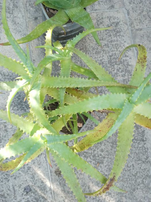 Cactos / Catos Aloe Vera