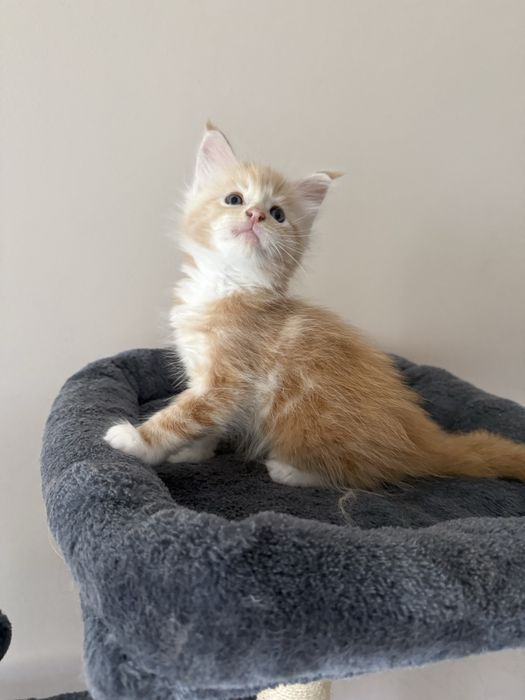 Gatinho Maine Coon