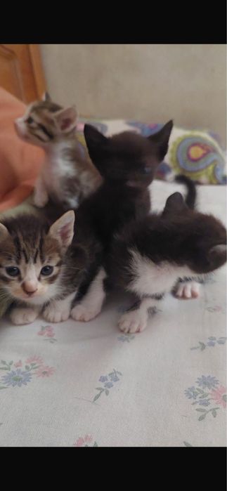 Gatinhos para adoção responsável