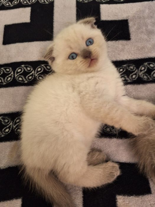 Пропонуються чарівні кошенята породи Scottish Fold та Scottish Straight