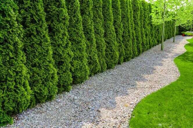 Tuja Szmaragd 90,100,110,120 cm doniczka 5 l TRANSPORT SADZENIE JAKOŚĆ